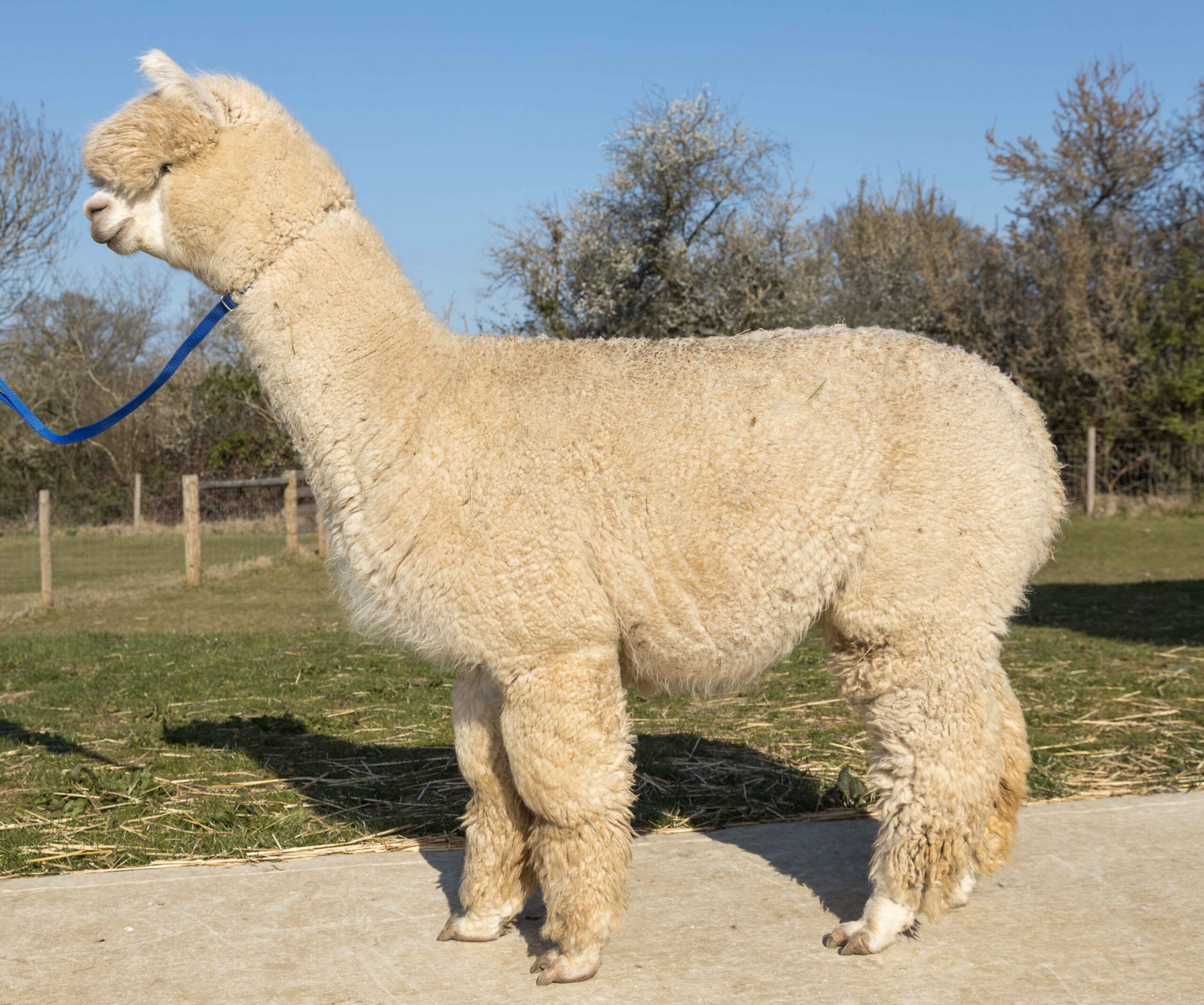 Moralee Rhea